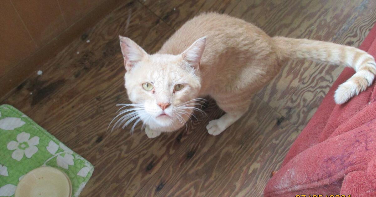 male-orange-tabby-cat-for-free-in-haverhill-ma-for-sale-free