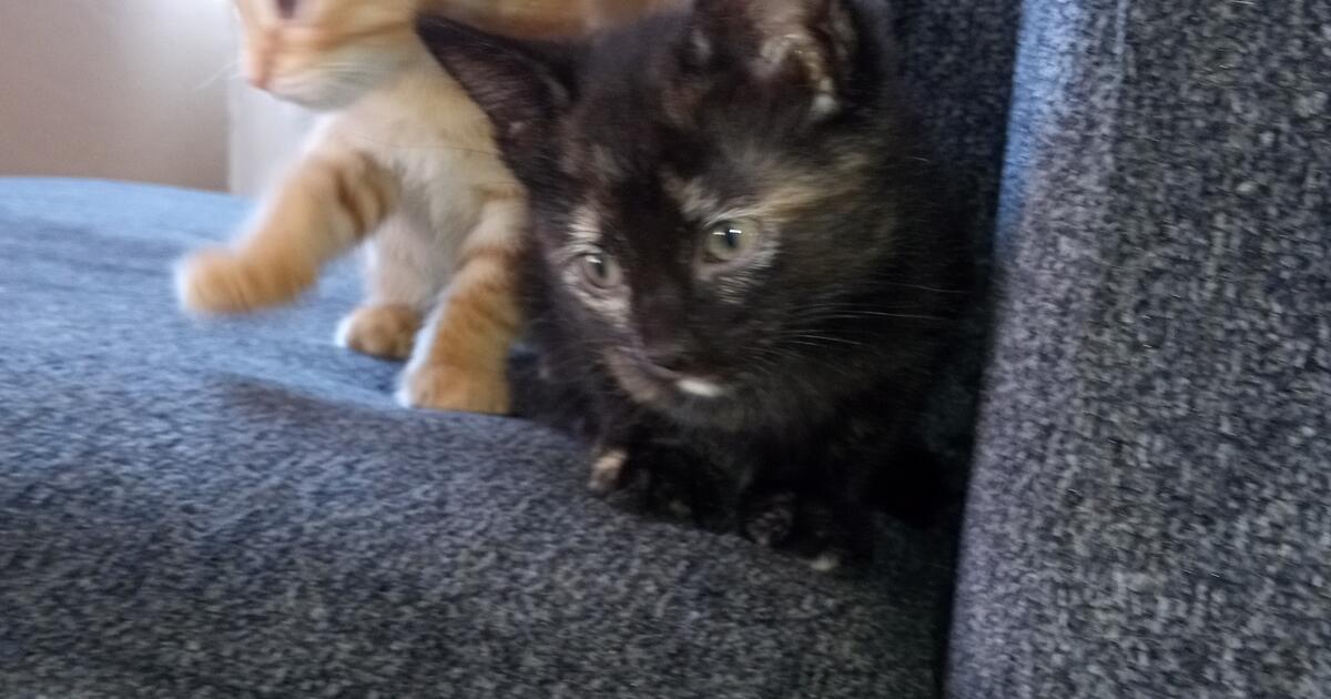 Kittens for Free in Surprise, AZ | Finds — Nextdoor