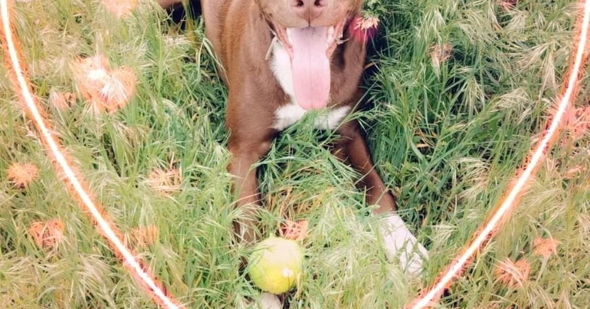 loving-pit-bull-boarder-collie-pup-for-free-in-spokane-valley-wa-for