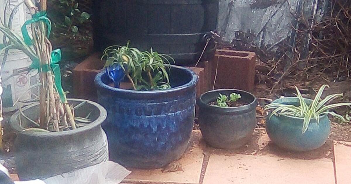 pots/plants for Free in Tucson, AZ Finds — Nextdoor
