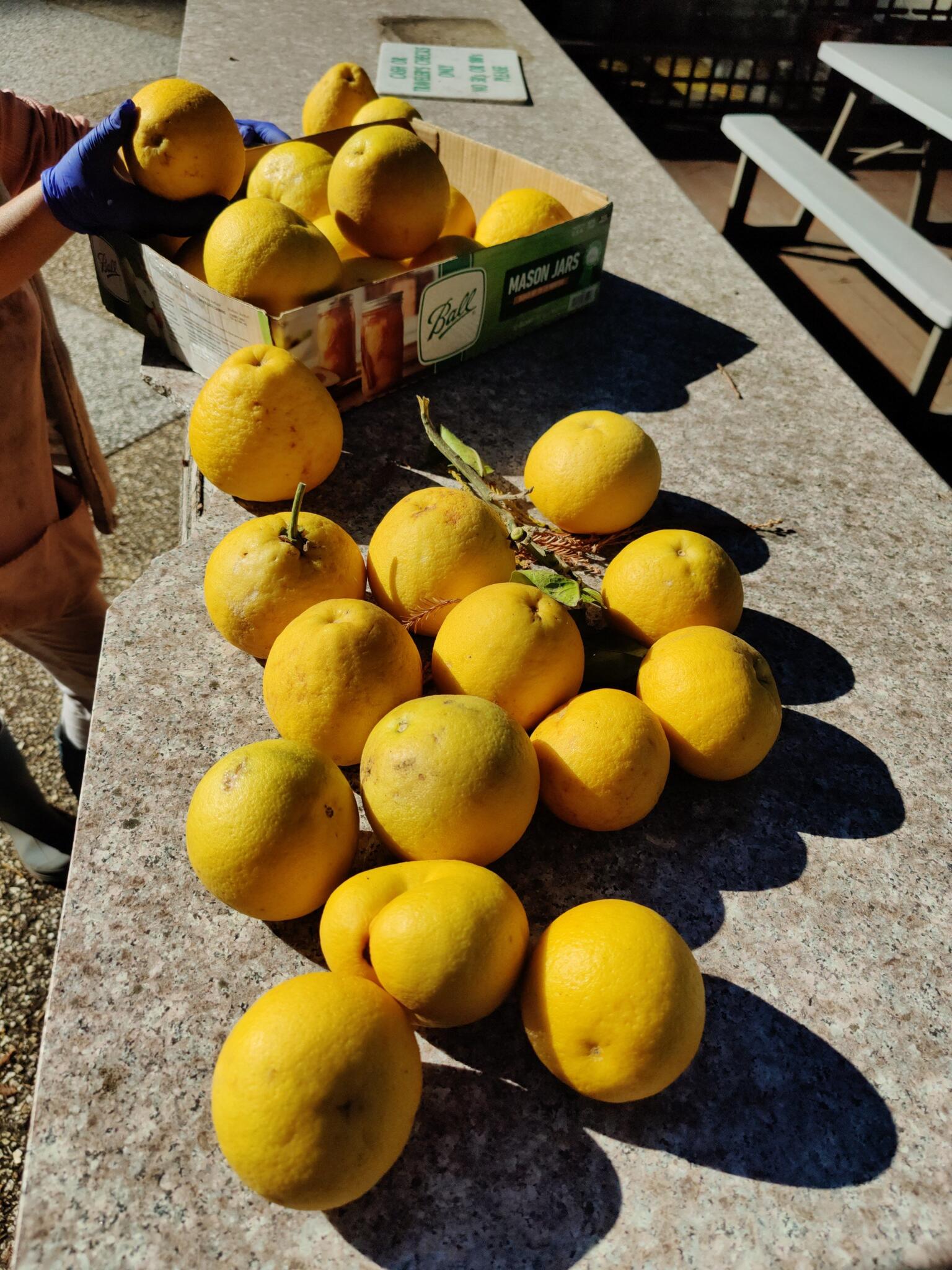 Pomelos, please read instructions on where/when/how to pickup for Free
