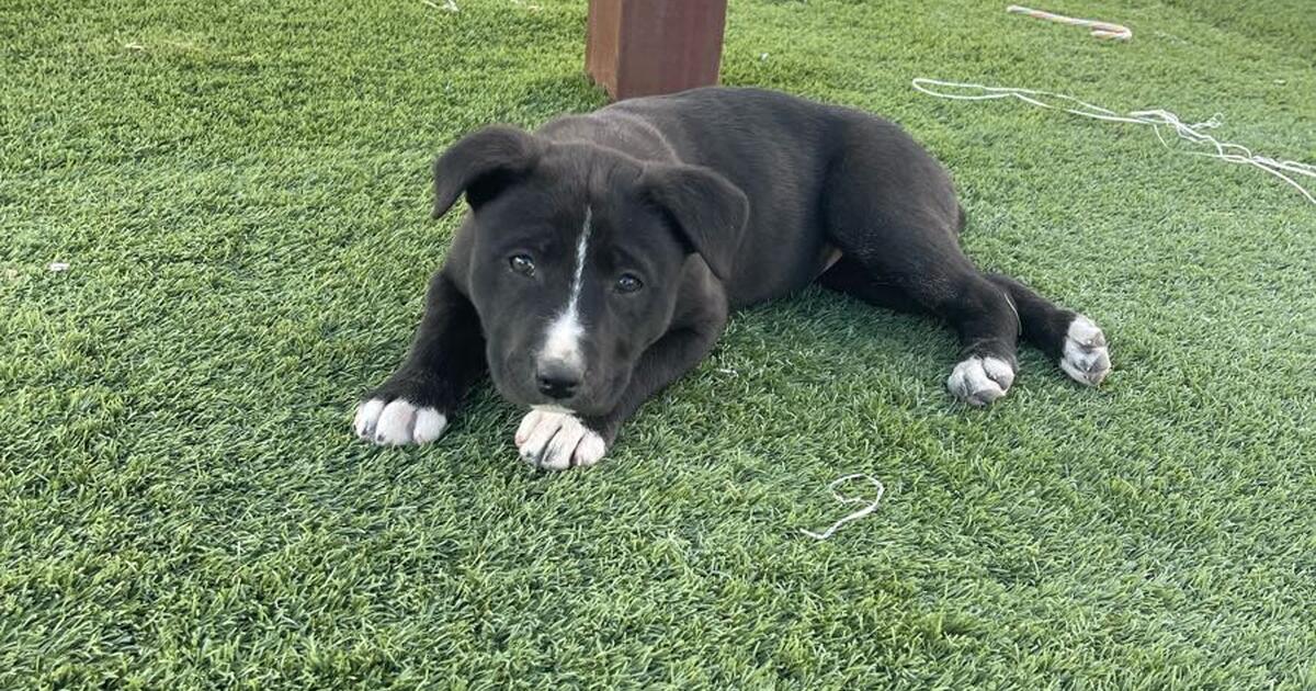 8 week old Labrabull puppies! for Free in El Paso, TX For Sale & Free