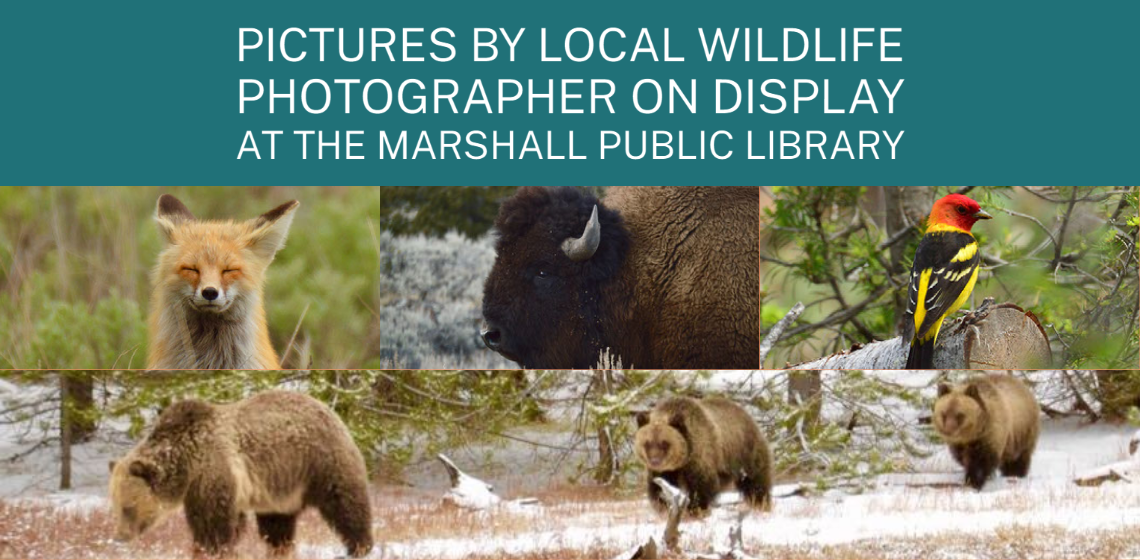 Pictures by Local Wildlife Photographer on Display at the Marshall Public Library (City of