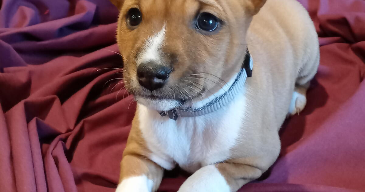 7526 Knob Hill Ave Pasadena 77505 Neighborhood Garage Sale Thursday 7526-knob-hill-ave-pasadena-77505-neighborhood-garage-sale-thursday