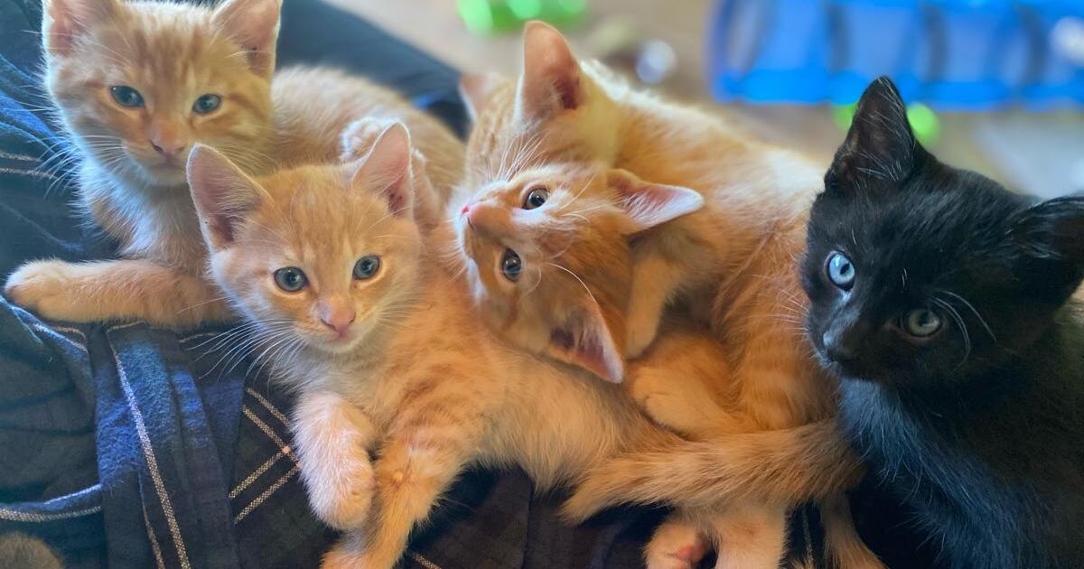 Adorable kittens available now for 15 in Long Beach, CA For Sale