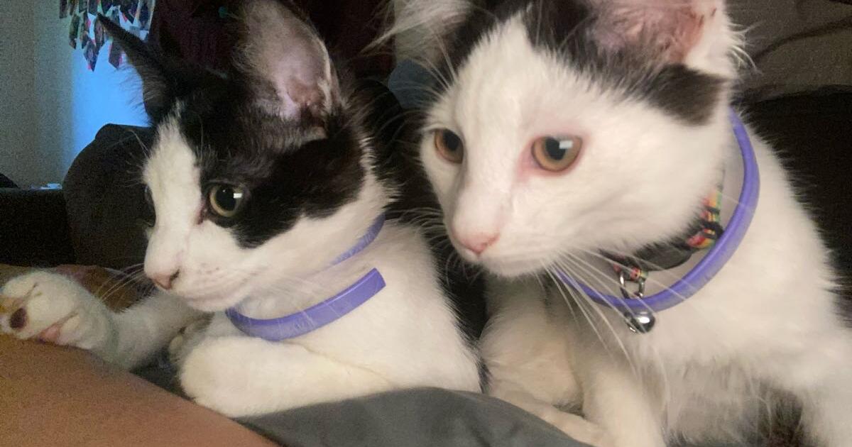 Free MALE kittens for Free in Greensboro, NC For Sale & Free — Nextdoor