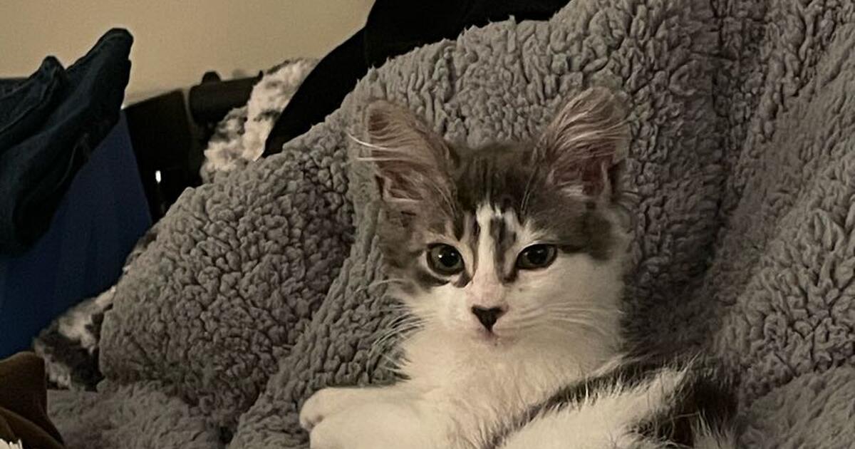 Kittens🥰😍 in Greenville, SC For Sale & Free — Nextdoor