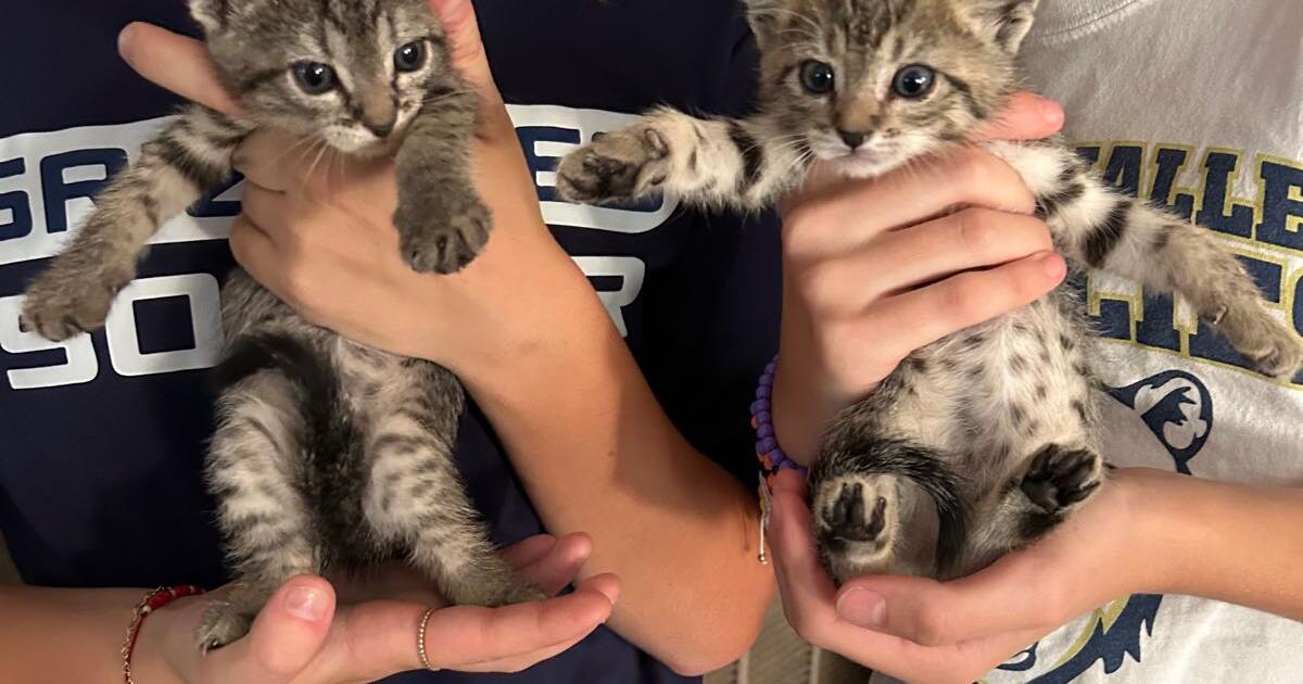 Free Kittens Las Vegas