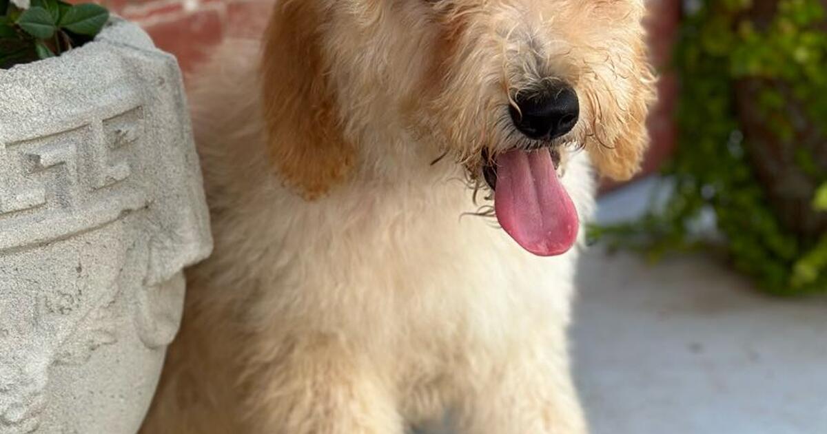 Male multi generational MINI Goldendoodle for 8509822462 in Pensacola
