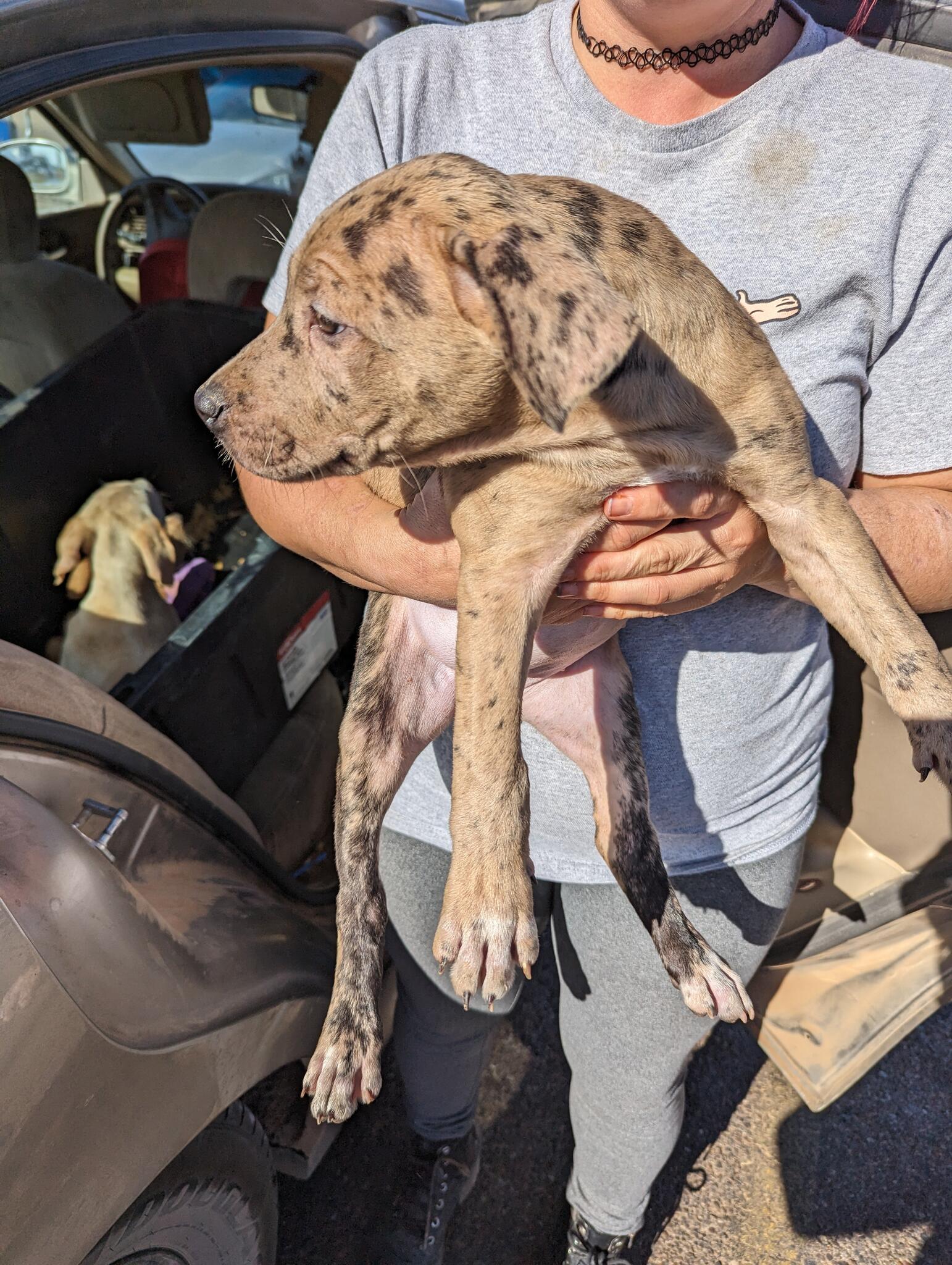 Lubbock Puppies 39 - r1tm358