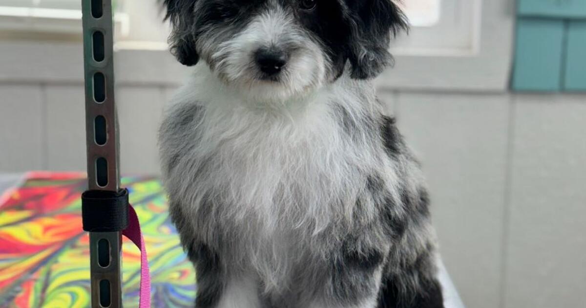 Affordable Dog Grooming for 80 in TX For Sale & Free