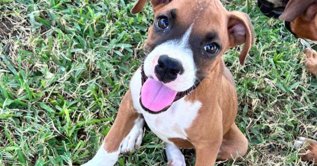 Boxers in San Antonio, TX For Sale & Free — Nextdoor