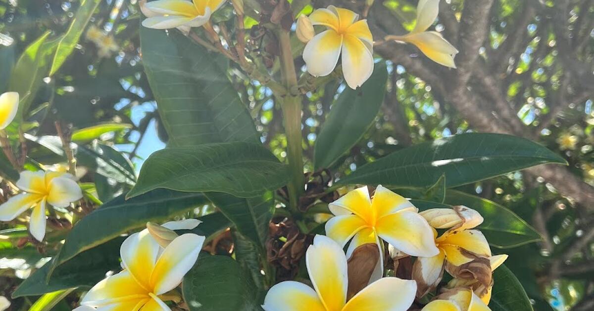 Free Plumeria Cuttings for Free in San Diego, CA For Sale & Free
