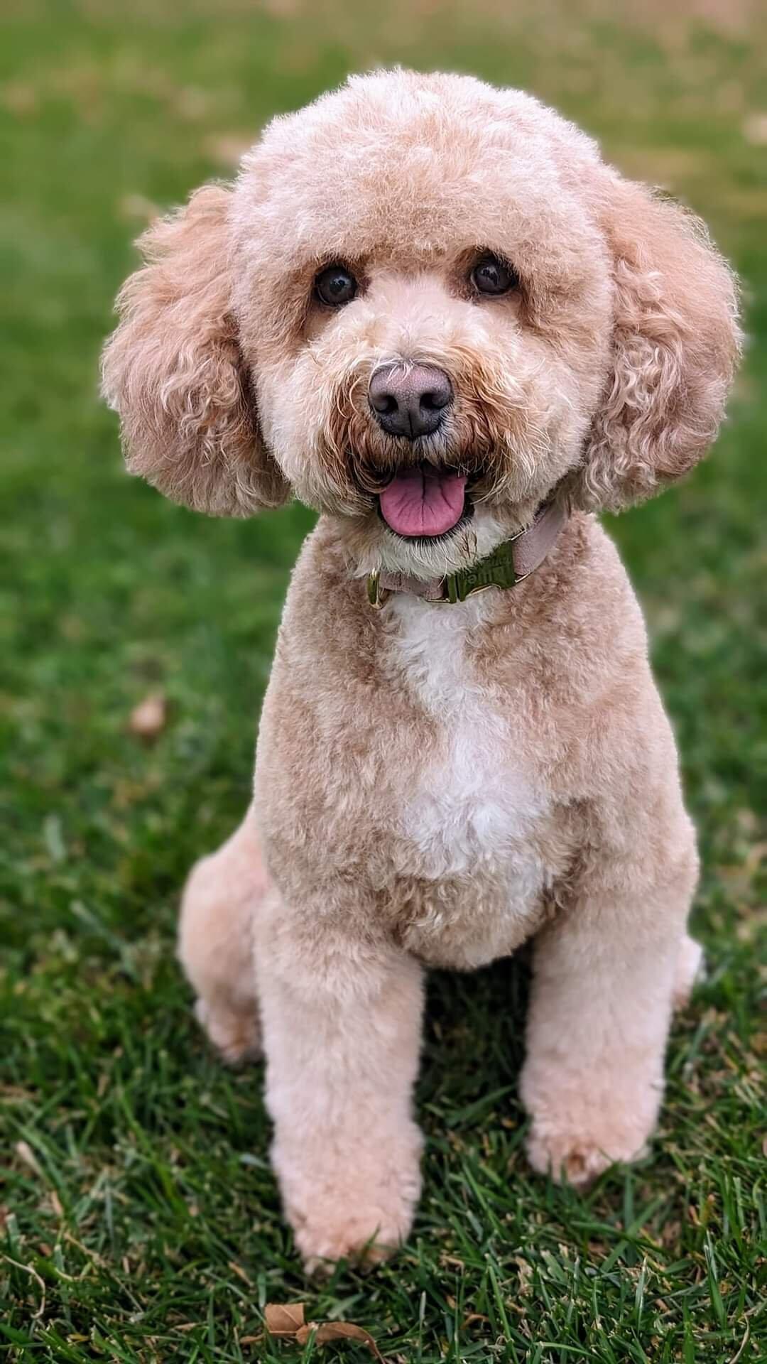 Dog Grooming In Edwardsville for 123 in Edwardsville, IL For Sale & Free — Nextdoor