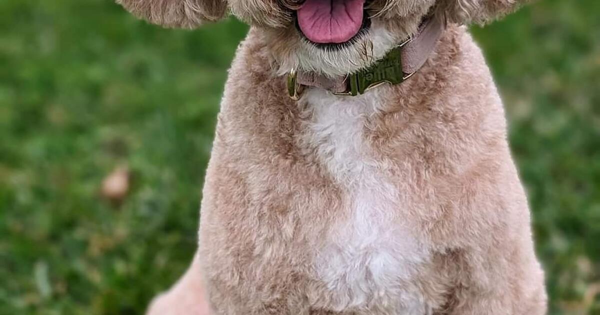 Dog Grooming In Edwardsville for 123 in Edwardsville, IL For Sale