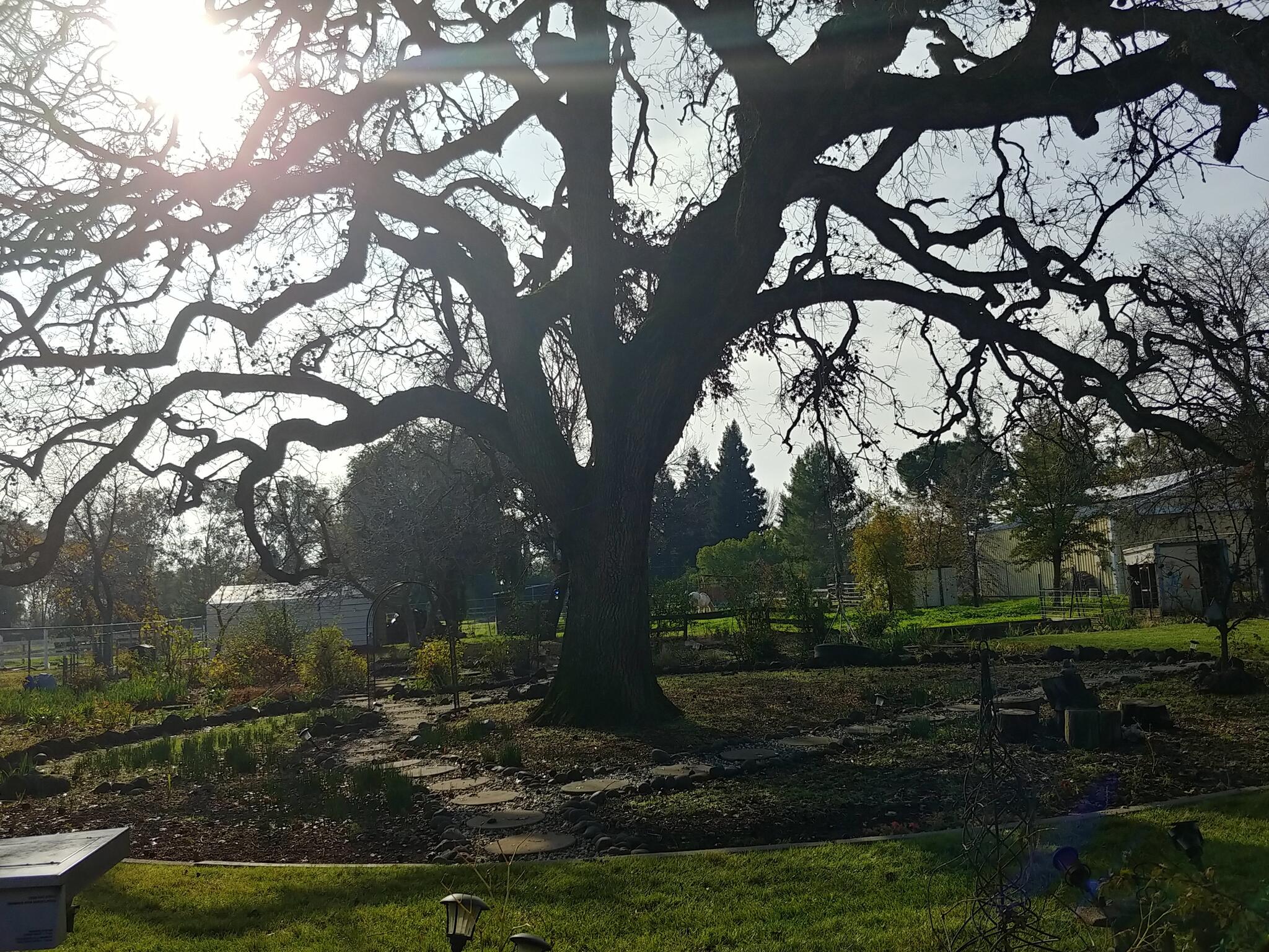 About Trees Chico CA Nextdoor