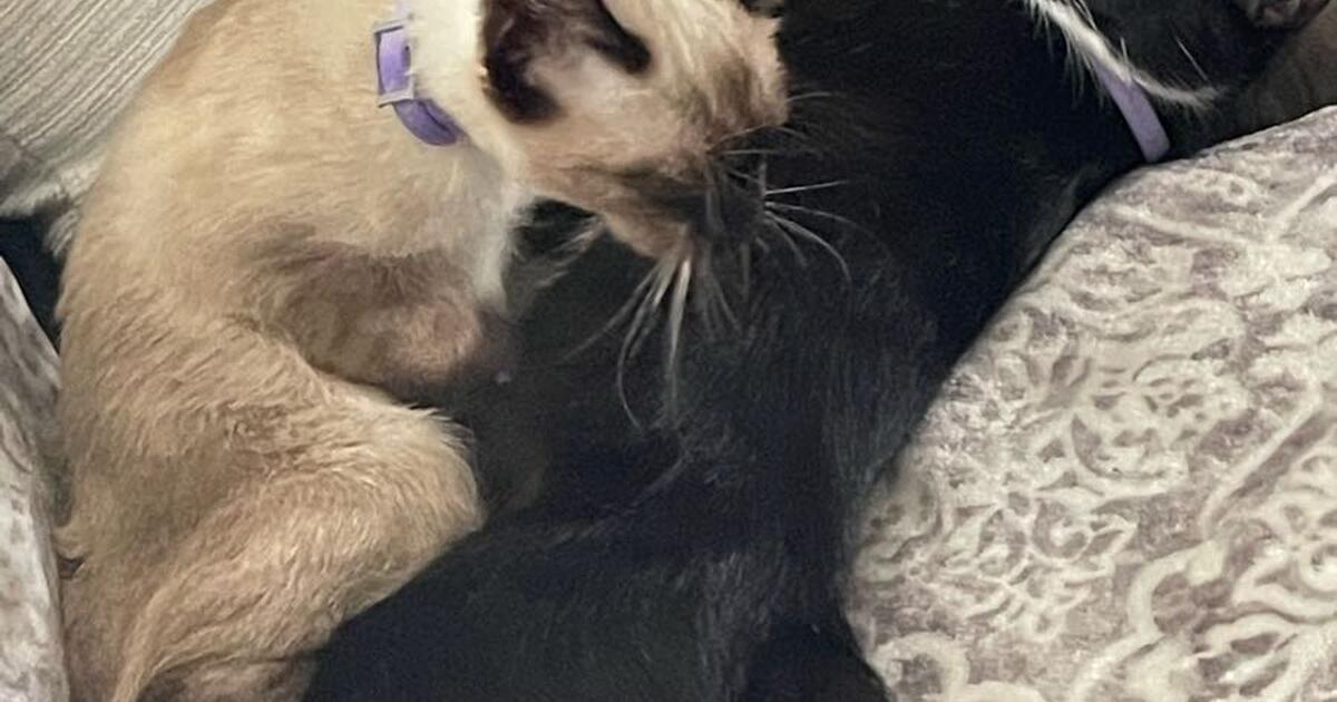 Donate cats for Free in Escondido, CA Finds — Nextdoor