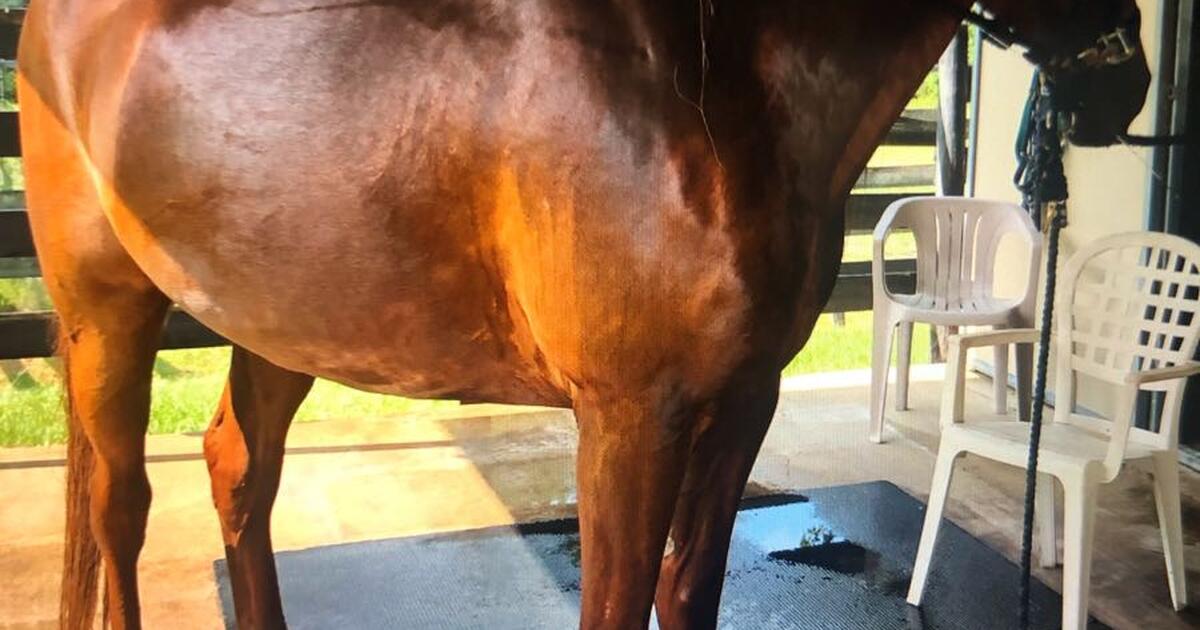 Love horses? for Free in The Villages, FL Finds — Nextdoor