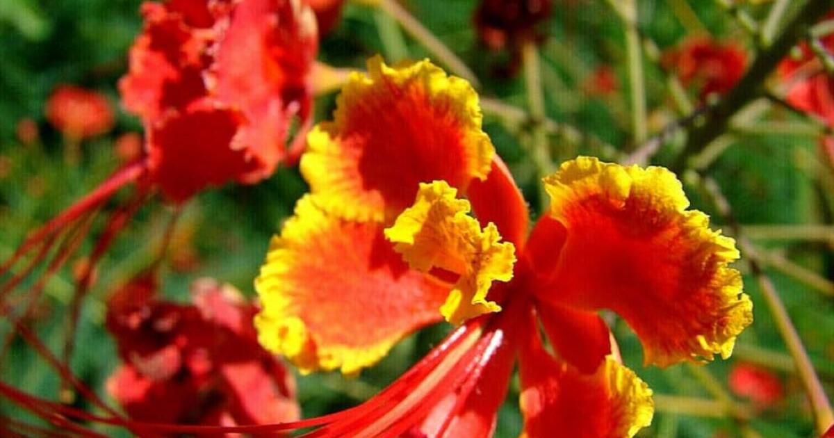 Pride Of Barbados For Sale