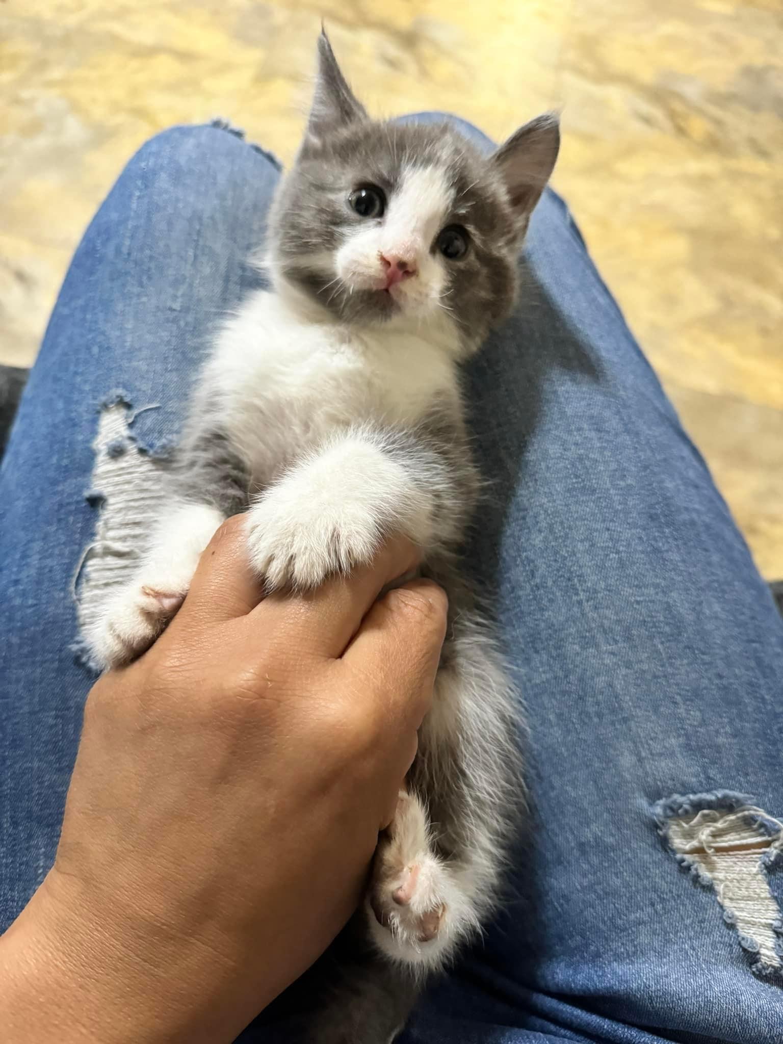 Kittens for Free in Lubbock, TX For Sale & Free — Nextdoor