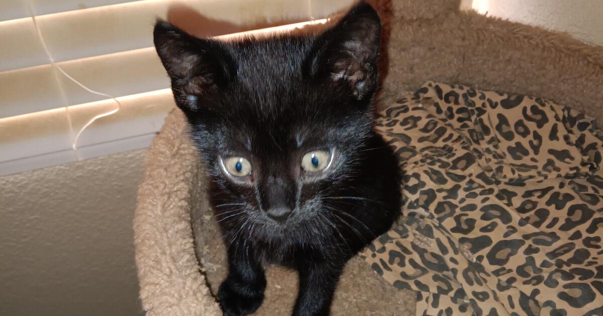 Kittens for 10 in Las Vegas, NV For Sale & Free — Nextdoor
