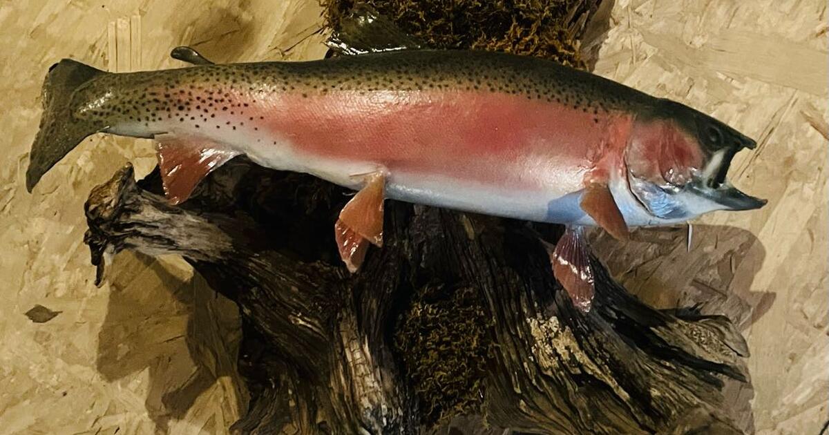 Mounted Rainbow Trout for $5 in Parker, CO | For Sale & Free — Nextdoor