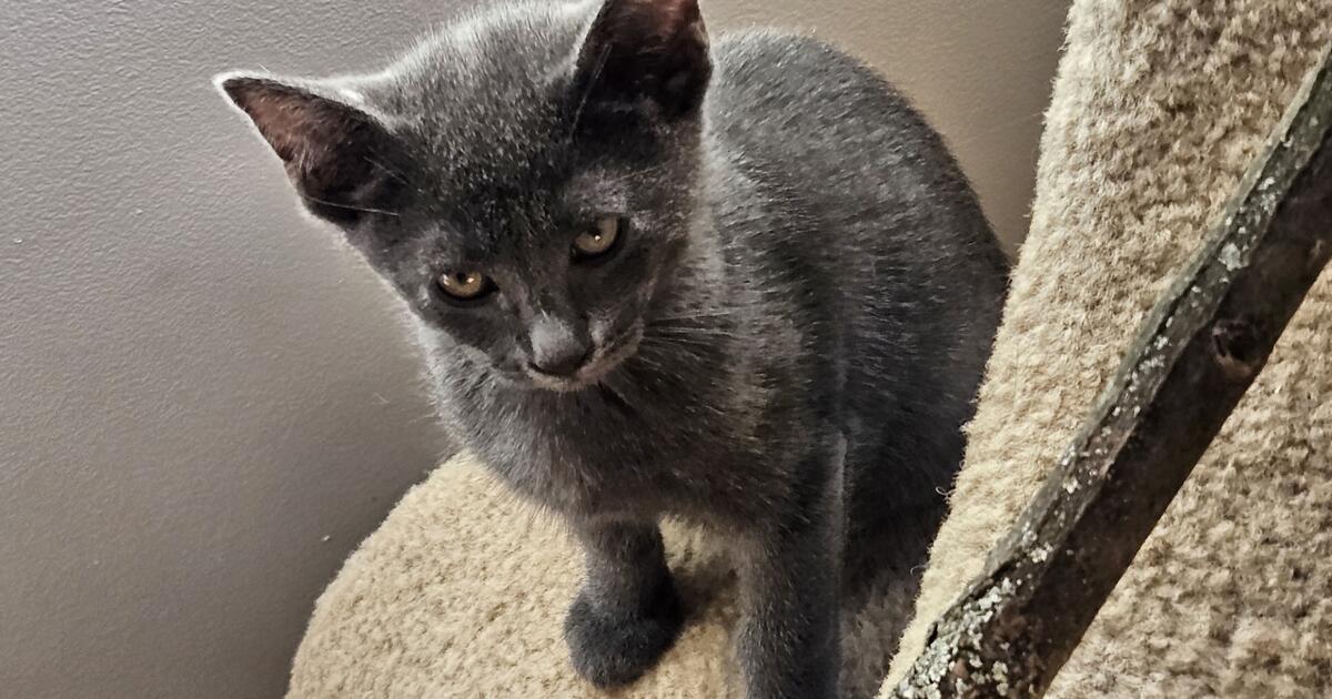 Adorable 11 week old kittens looking for someone to cuddle & love! in