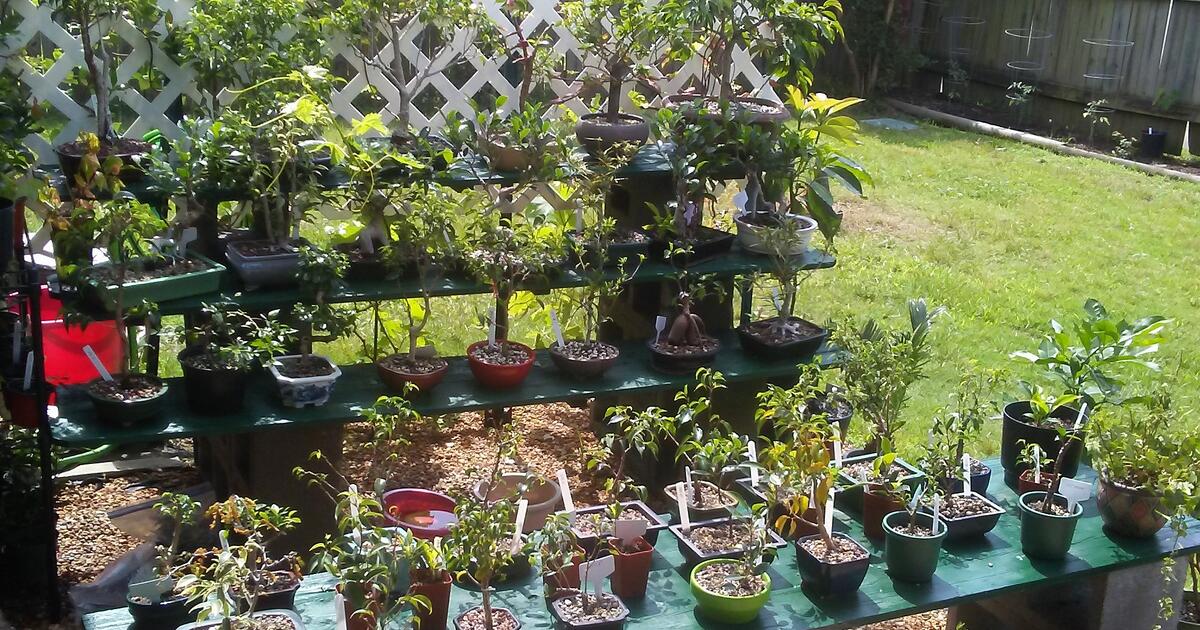 Bonsai trees for 10 in Cordova, TN Finds — Nextdoor