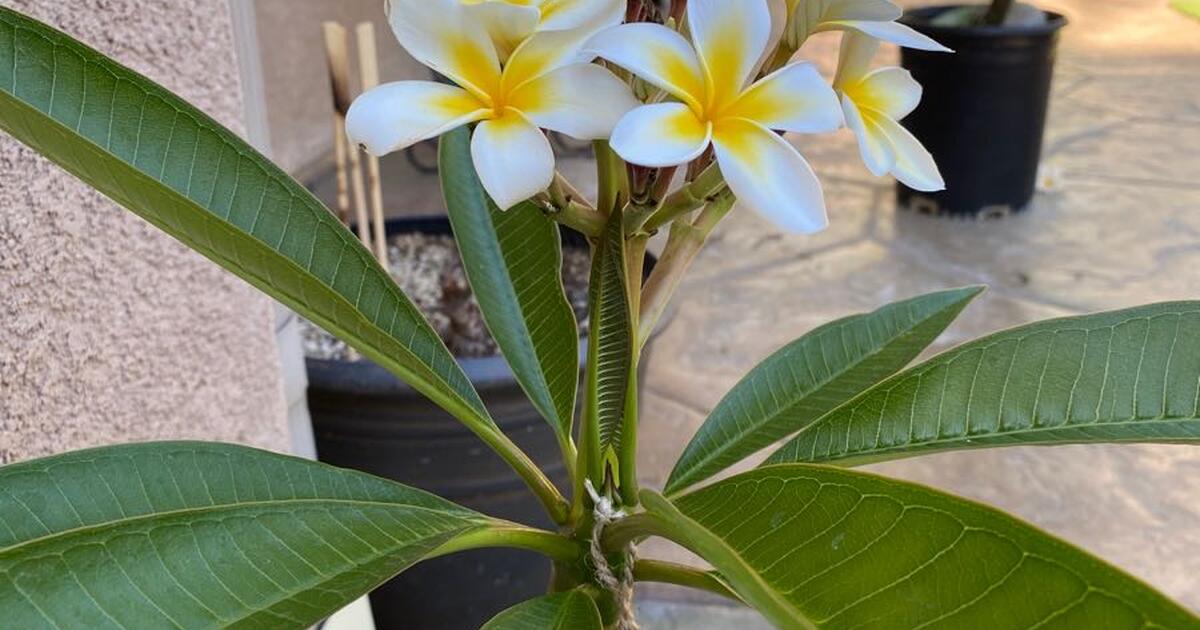 Plumeria for sales (Celadine)bloom for 25 in San Diego, CA For Sale