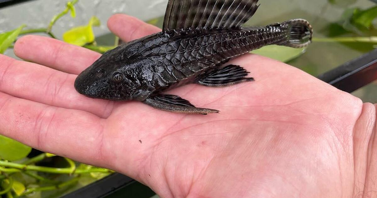 Pleco fish in Lakeland, FL | For Sale & Free — Nextdoor