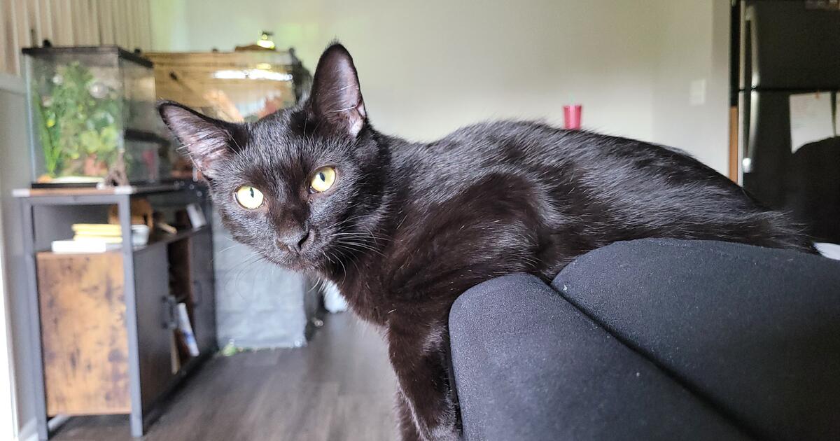 Pet sitting for Free in Alexandria, VA For Sale & Free — Nextdoor