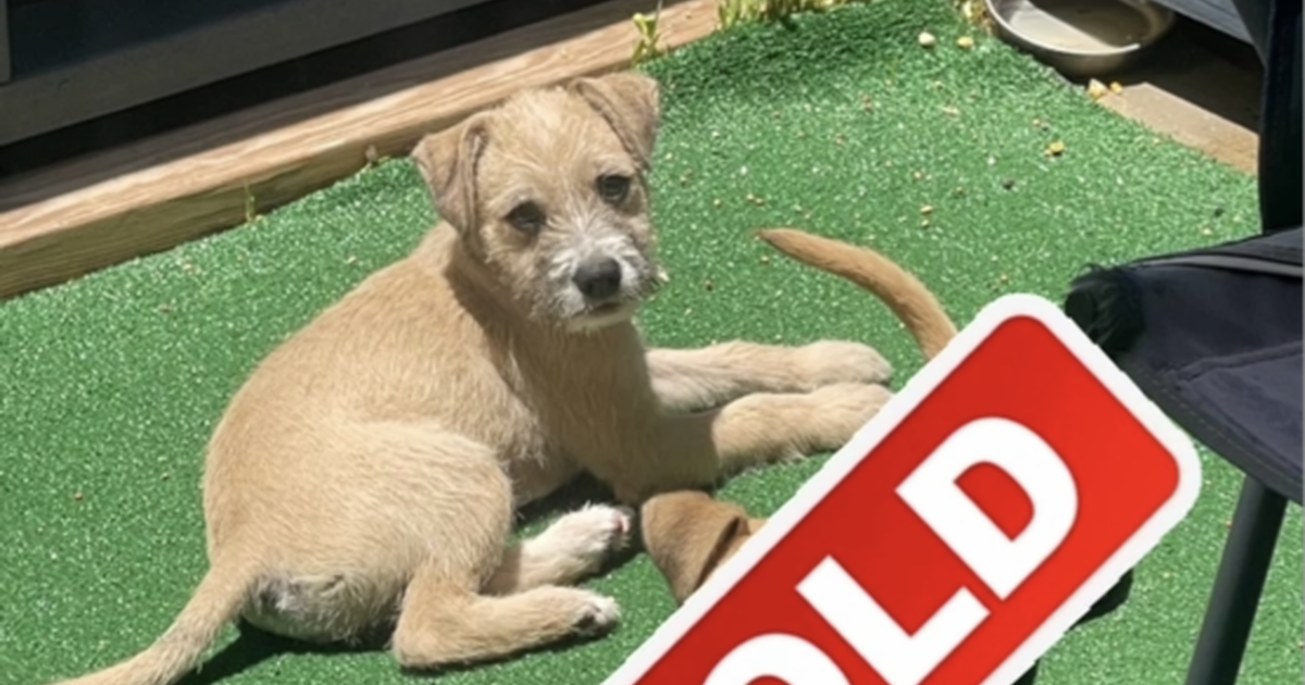 Rehoming puppy for Free in Rosenberg, TX For Sale & Free — Nextdoor