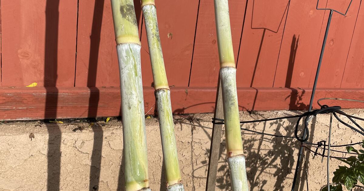 Sugar Cane Stalks for 1 in San Diego, CA Finds — Nextdoor