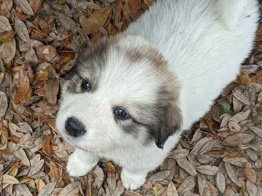 Petsmart banfield best sale rivergate