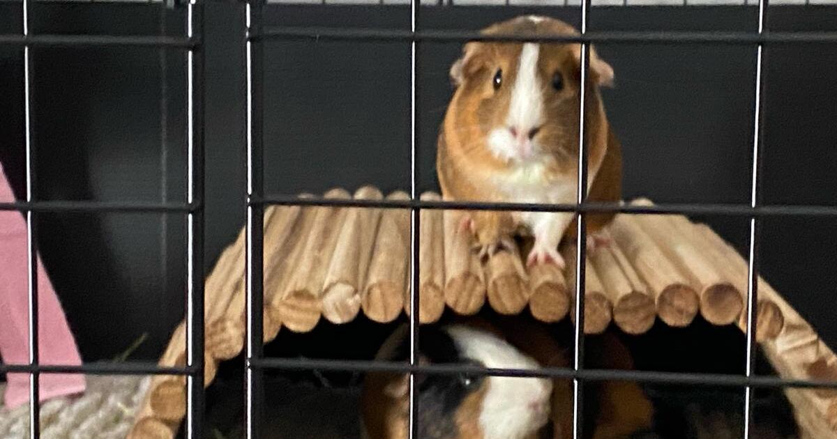 Free Rehome Two Guinea Pigs for Free in Niskayuna, NY For Sale & Free — Nextdoor