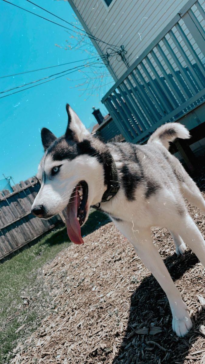 Husky for $500 in Warren, MI | For Sale & Free — Nextdoor