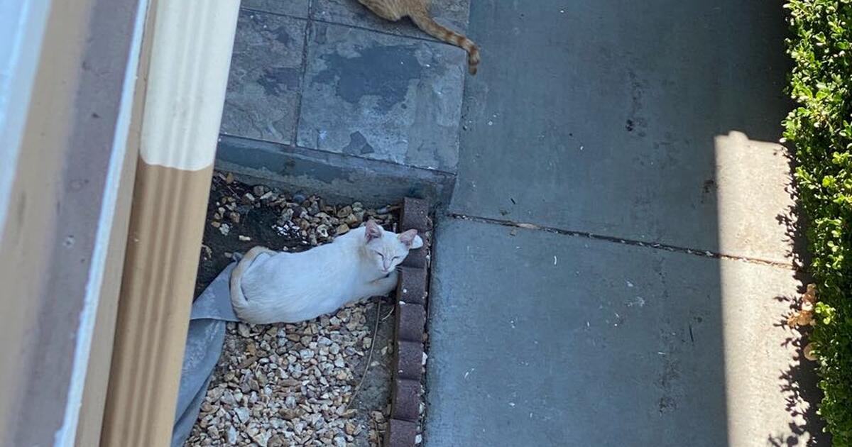 Kitten Adoption for Free in Fremont, CA Finds — Nextdoor