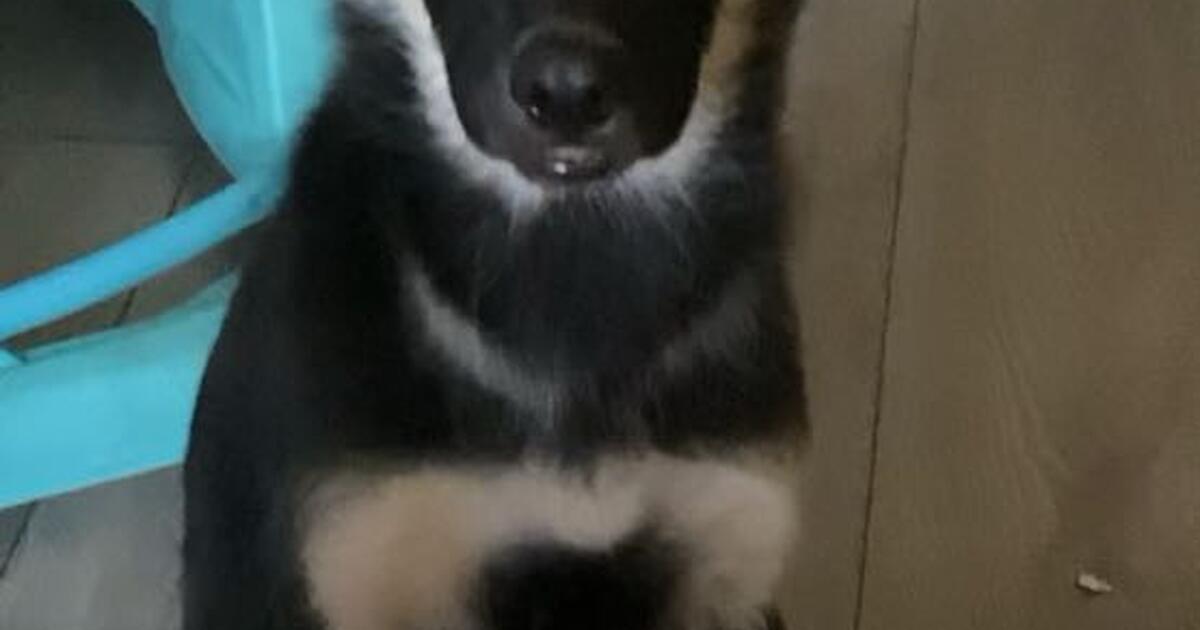 Puppy for Free in Los Angeles, CA For Sale & Free — Nextdoor