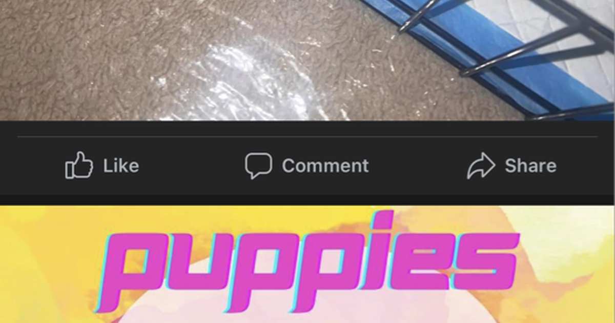 Puppies for 1250 in Weirton, WV For Sale & Free — Nextdoor