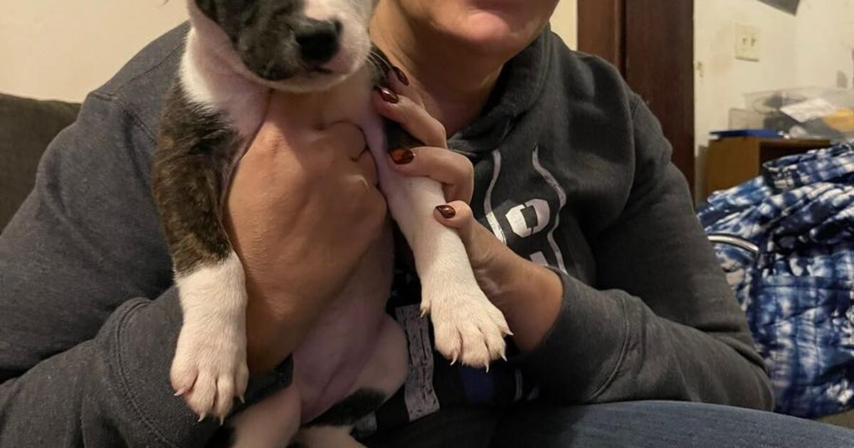 Puppies for sale in North Canton, OH For Sale & Free — Nextdoor