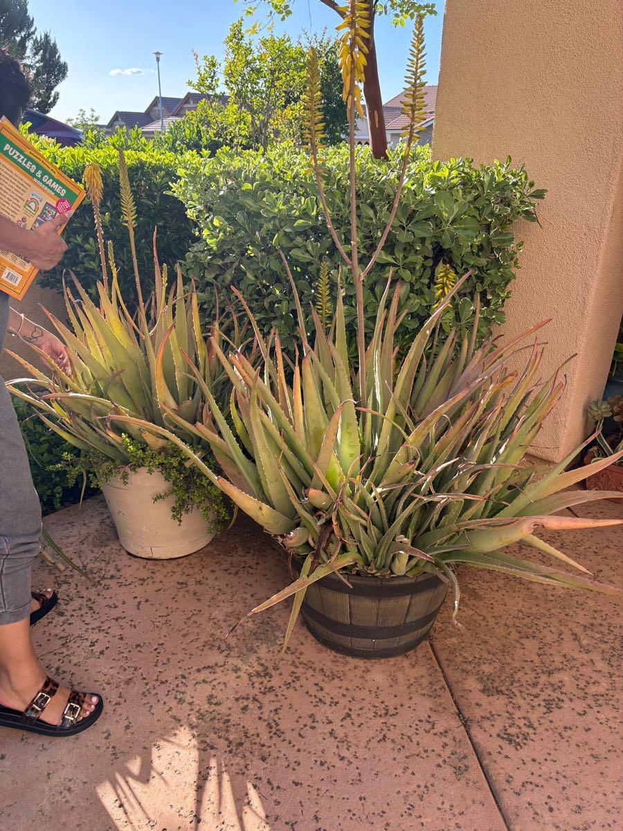 aloe vera wei Aloe vera | Sukkulente