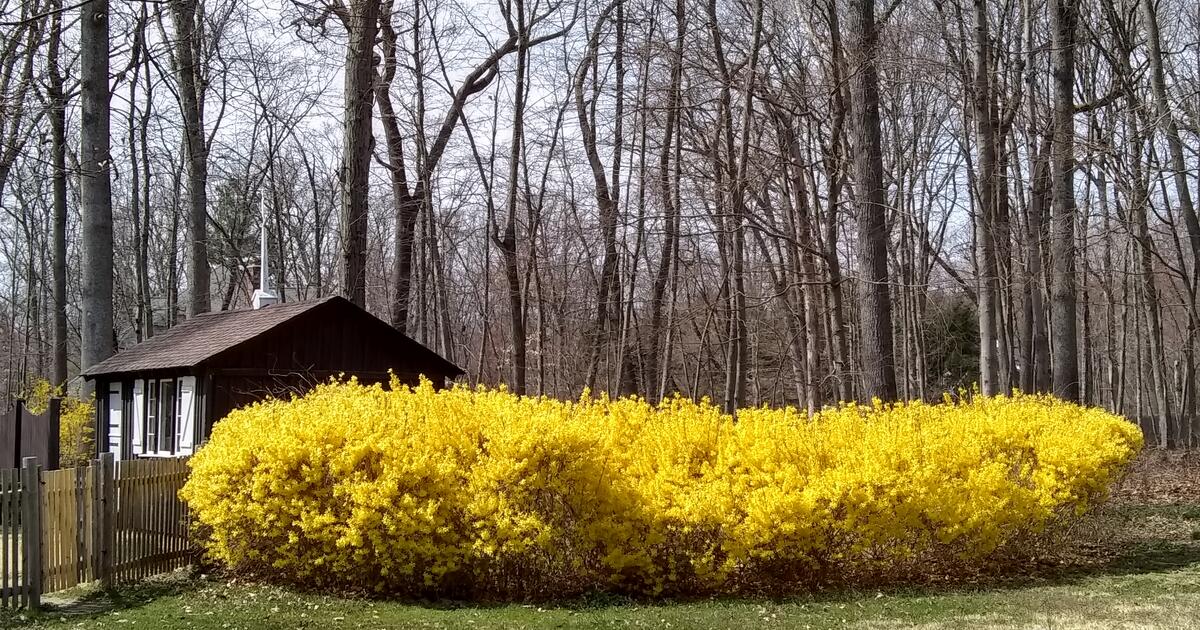 Free Forsythia & Pachysandra for Free in Wilton, CT For Sale & Free