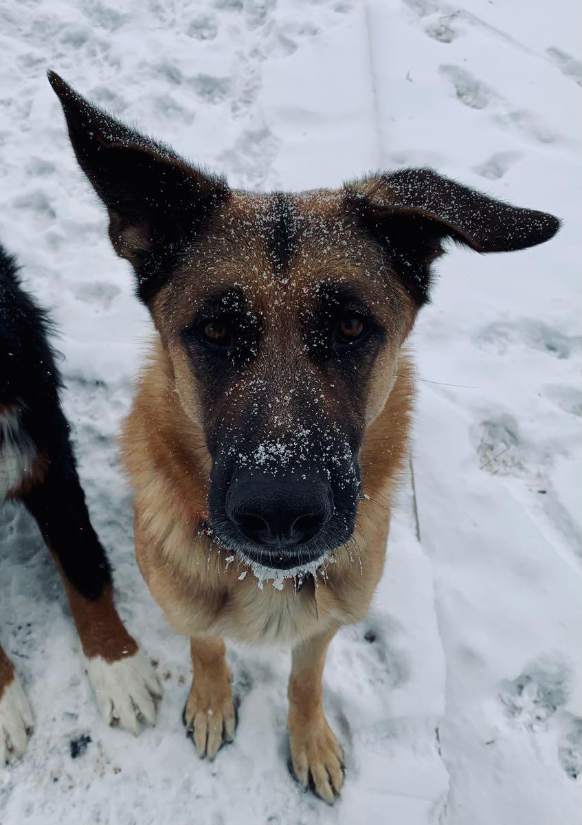 Mobile Dog Groomers Castle Rock Co Online 