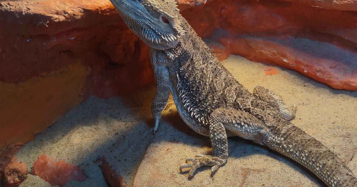 Bearded Dragons for Adoption! for Free in Los Angeles, CA | Finds