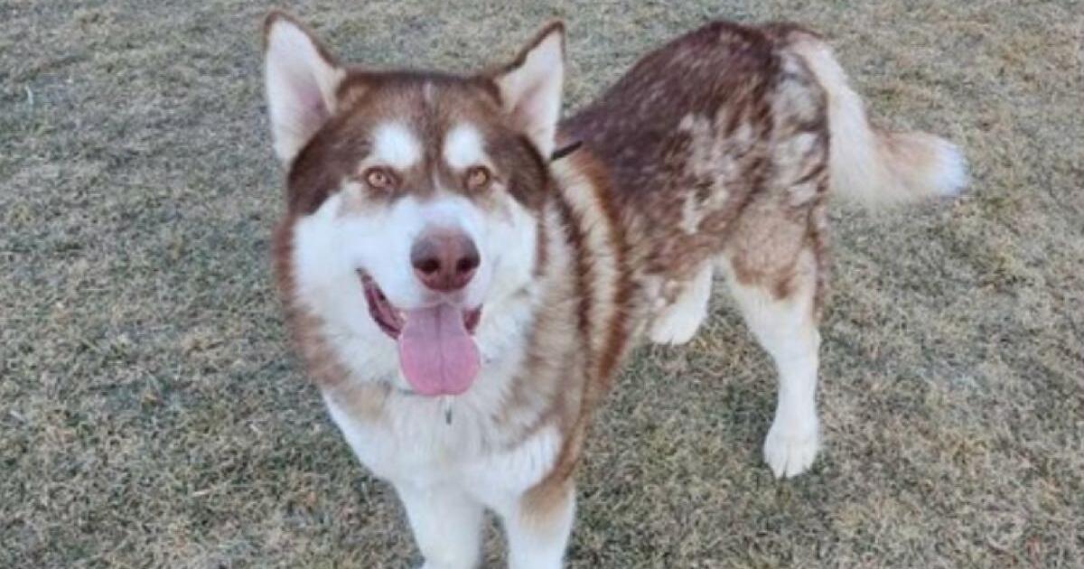 Malamute needs home for Free in Sandy, UT For Sale & Free — Nextdoor