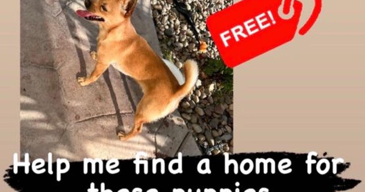Puppies for Free in Corona, CA Finds — Nextdoor