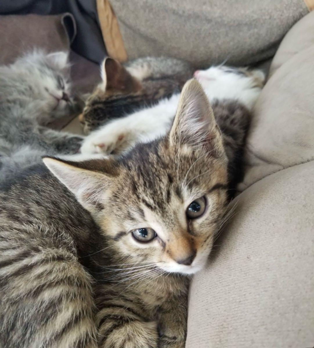 Free kittens for Free in Greensboro, NC | For Sale & Free — Nextdoor