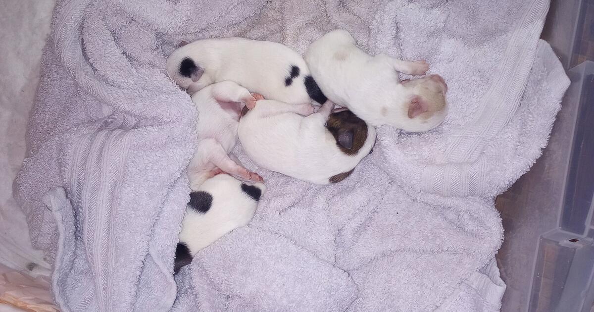 Chihuahua/Yorkie Mix Puppies Free in Fayetteville, NC For Sale & Free