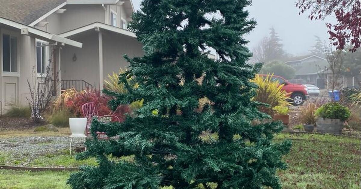 LAST ONE 9 ft Christmas tree for 50 in Rohnert Park, CA For Sale