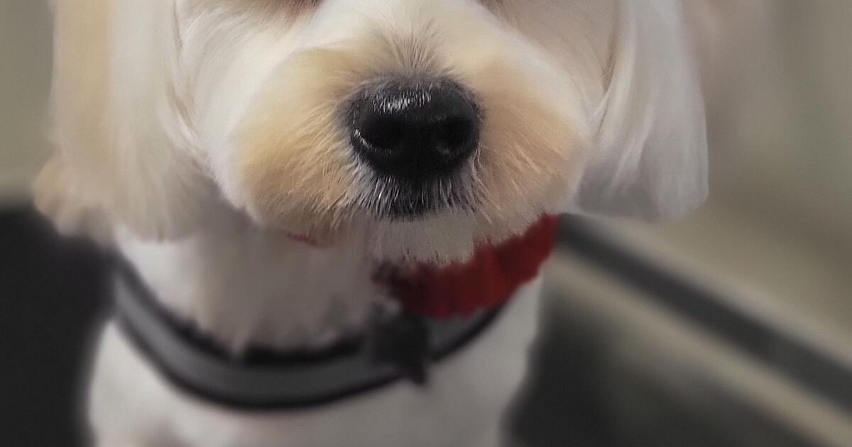 Gentle Pet Grooming for Free in Mesa, AZ Finds — Nextdoor